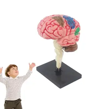 Детские анатомические игрушки, Модель анатомии тела, модель человеческого мозга Для детей, Глазное яблоко человека, Оборудование для преподавания биологии, школьные принадлежности 1