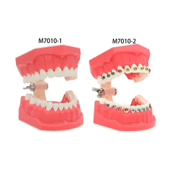Стоматологические Типодонты Ортодонтическая Модель зубов 1: 1 с брекетами Обучающая Демонстрационная модель обучения стоматологии стоматологическая одонтология 1