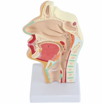 Модель носовой полости Анатомическая модель человеческого носа и горла Анатомическая модель для студентов 2
