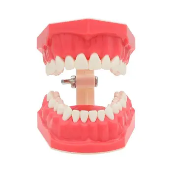 Стоматологические Типодонты Ортодонтическая Модель зубов 1: 1 с брекетами Обучающая Демонстрационная модель обучения стоматологии стоматологическая одонтология 2